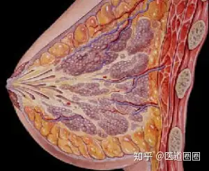 常见于中年妇女;由于对本病的不同认识,有多种命名,如乳腺小叶增生症