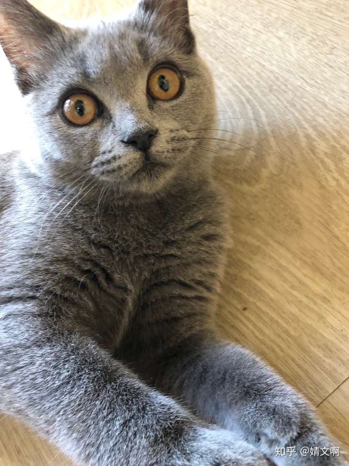 英短蓝猫脸超尖怎么破?