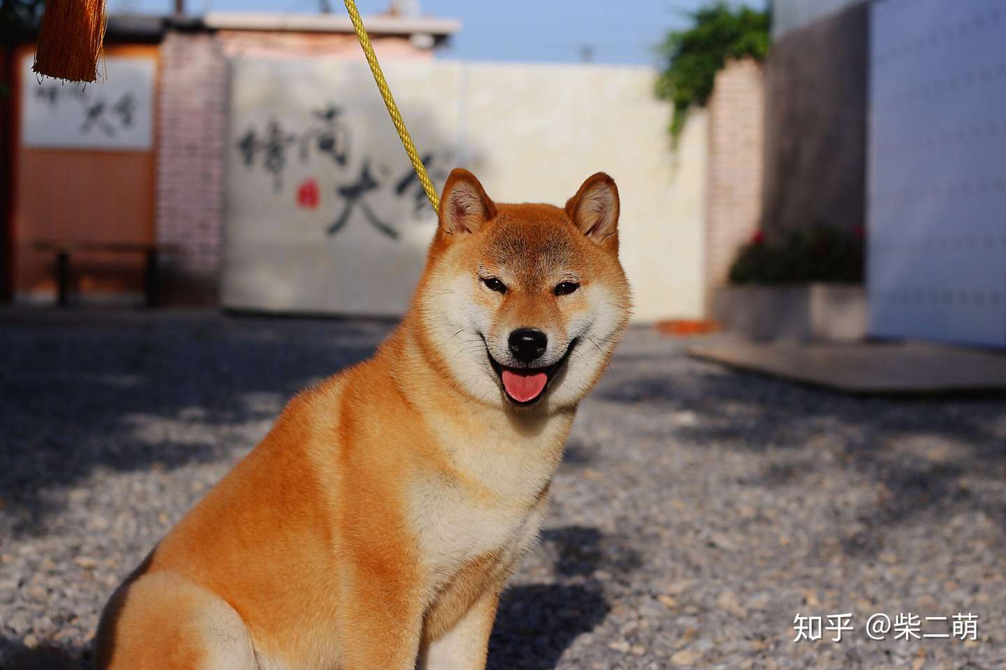 柴犬的购买指南 萌萌的表情包怎么领回家 我来教你 知乎