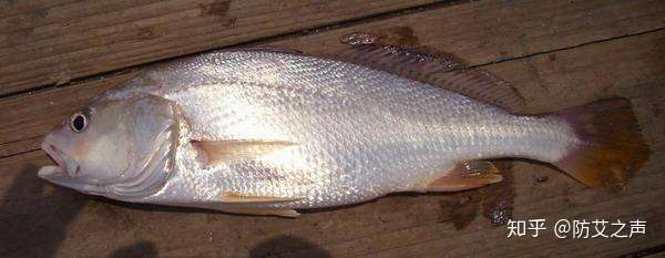 一个人患艾滋之后投湖自杀尸体被鱼啃食吃鱼肉或那个湖作为水源地有