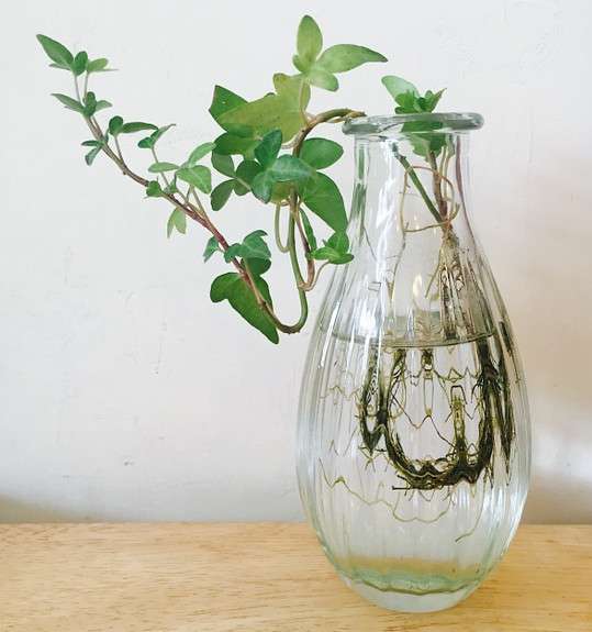 水培玻璃瓶容易长绿藻 如何避免 知乎