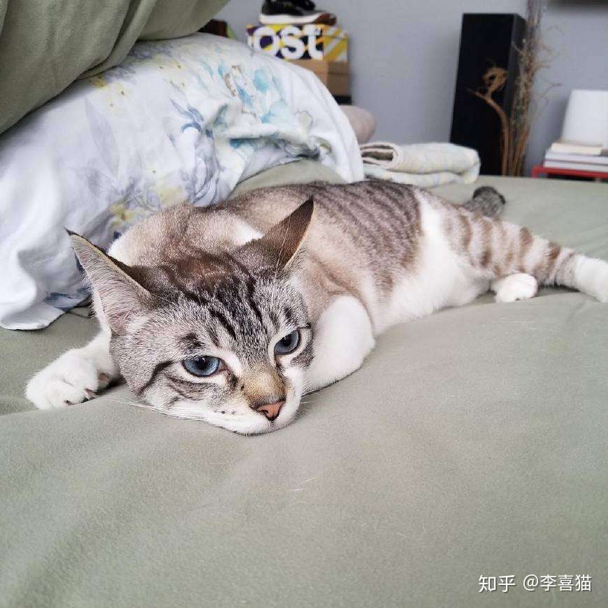 猫咪像狗狗一样吐舌头有四个原因 虽然可爱但铲屎官不能掉以轻心 知乎