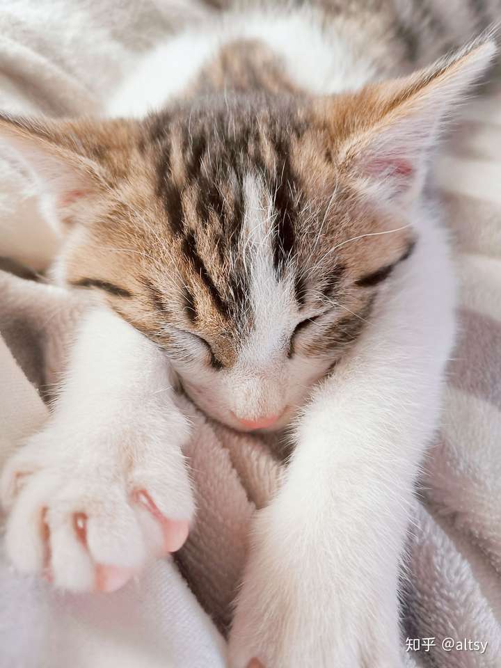 你的猫咪有哪些可爱的照片?