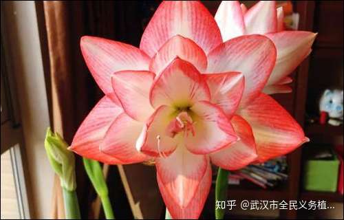 红花莲 一种最好养的植物 知乎