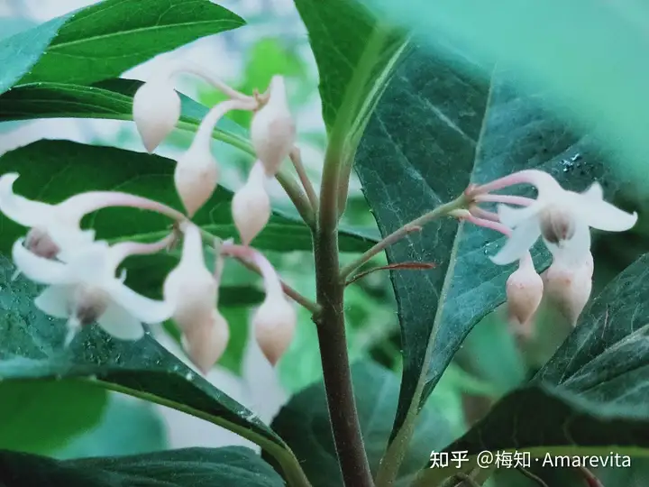 端午节：六月十四日，2021年，365日，一日七话题（6月14号端午节放假）