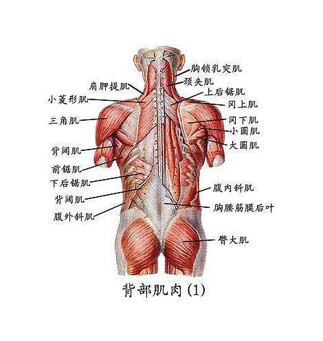 哪些运动可以美化女生背部?