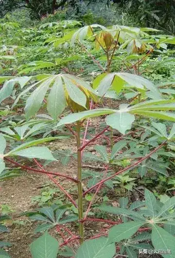 木薯粉是什么东西（木薯粉的制作过程详解）