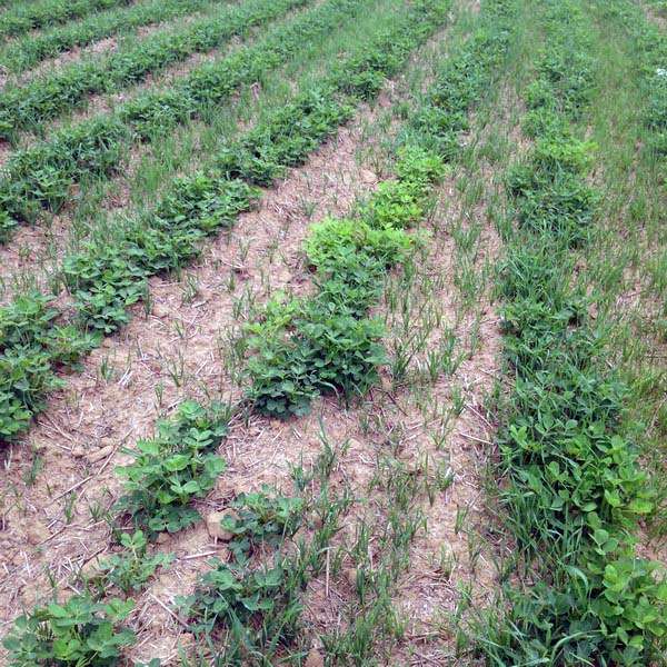 苗后田间除草不可大意 否则损失惨重 知乎