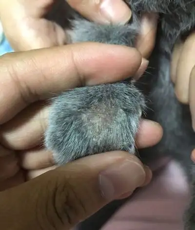 猫癣反反复复老不好,怎么治疗才彻底? - 知乎