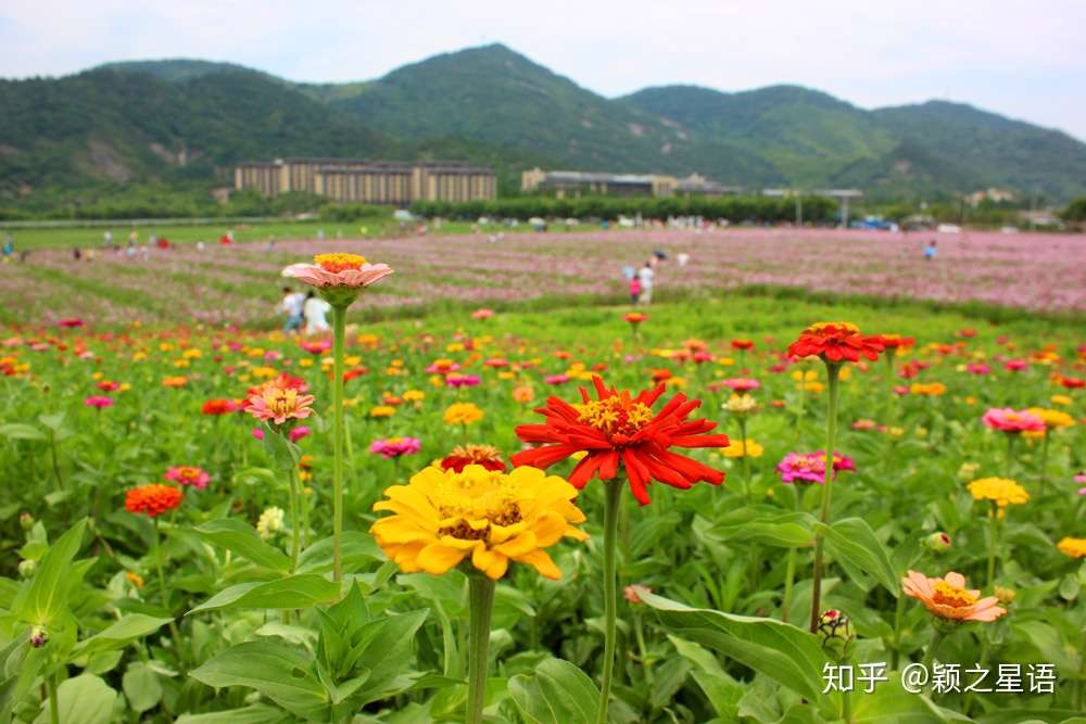 网红花海 夏花灿烂 知乎