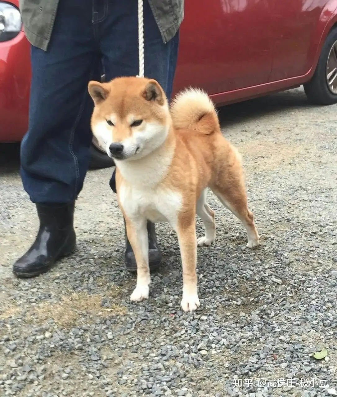 眼睛小的柴犬是失格犬吗? - 知乎