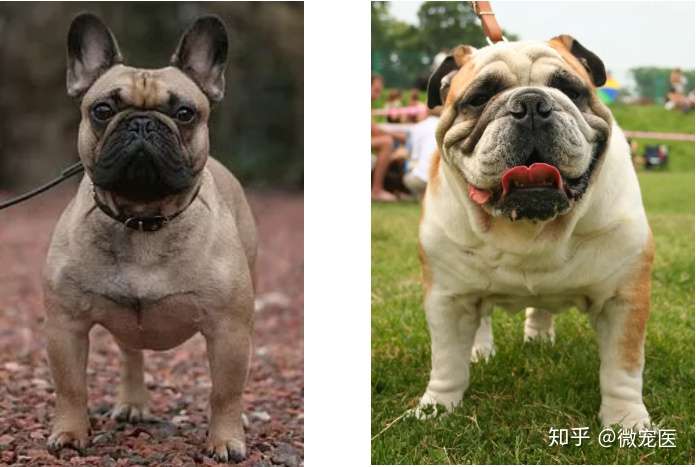 为什么美国39所大学都选 斗牛犬 作为吉祥物 就连海军陆战队也选它 知乎