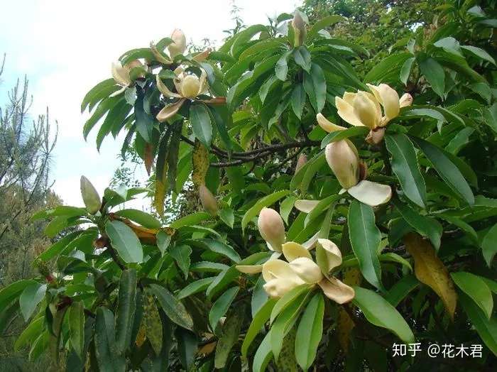 国家濒危珍稀植物 木莲花赏析 知乎