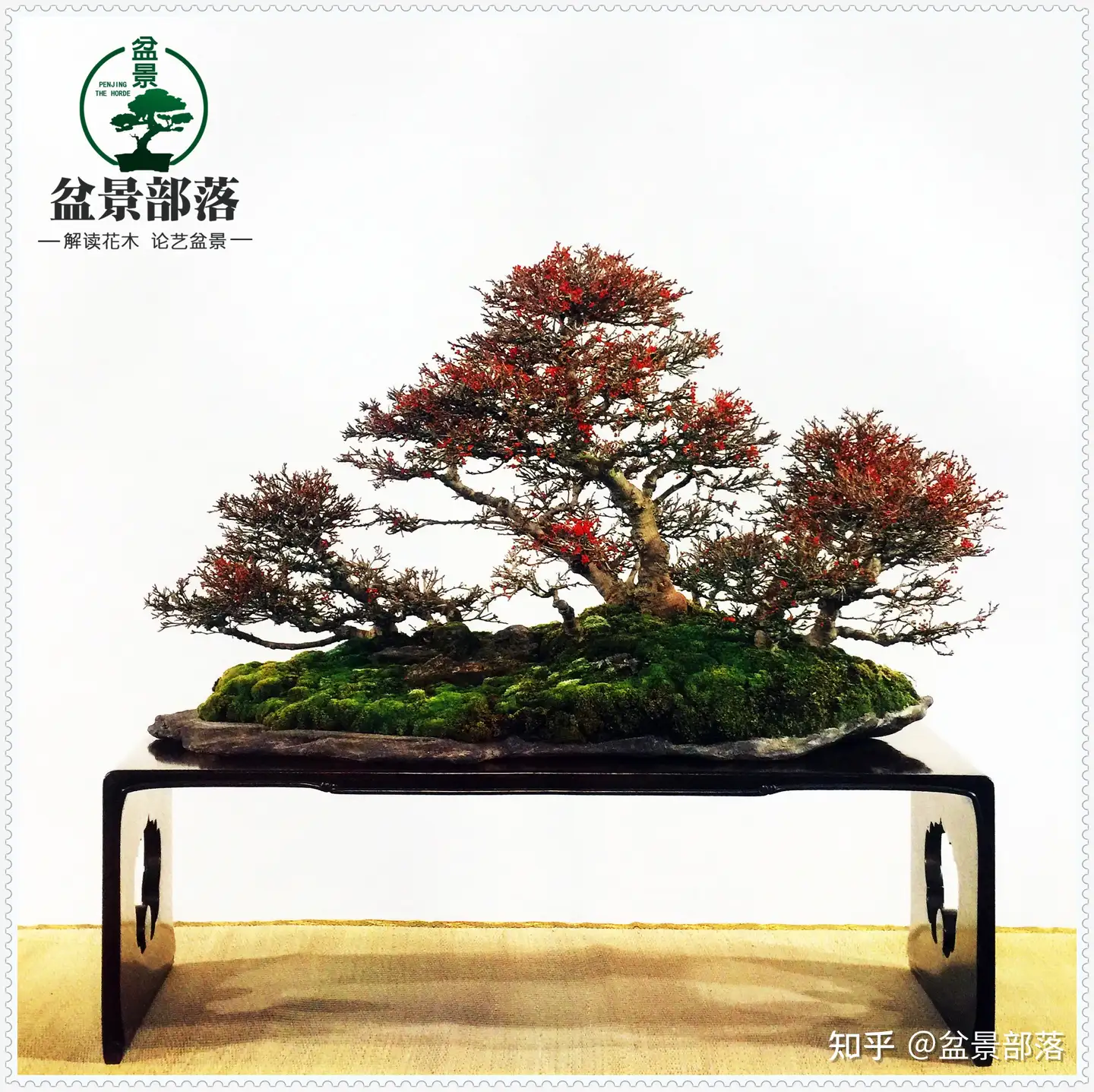 書籍中国盆栽盆景蘇州通販公式サイト本・音楽・ゲーム