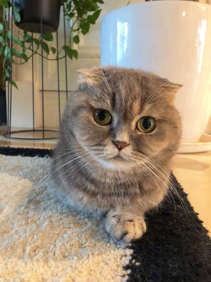 英短猫有端午色吗?