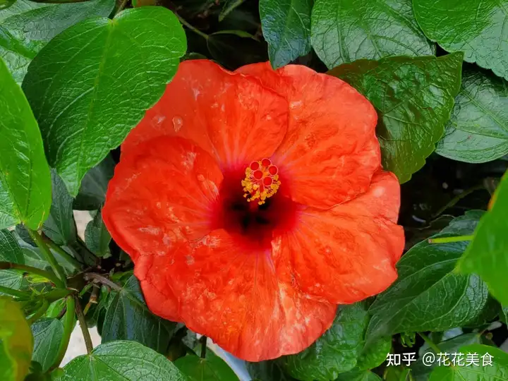 【二十四节气·夏至】日北至，日长之至，日影短至，故曰夏至