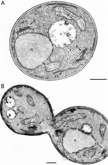 酵母菌高尔基体图片