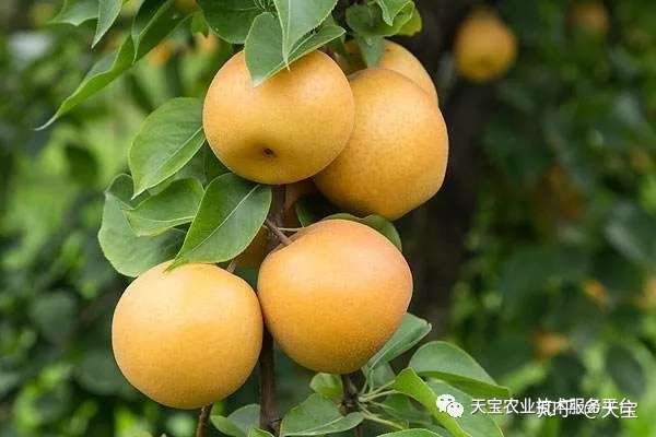 40年经验的果农种植心得 知乎