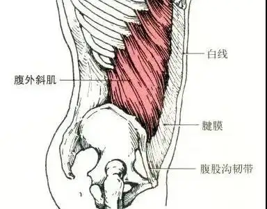 上肢肌肉解剖及功能講解 - 知乎