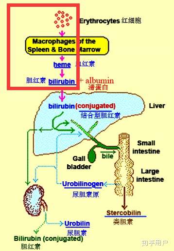 溶血性黄疸时,为什么直接胆红素是正常的? - 知乎