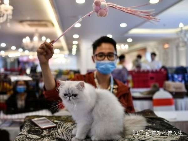 第一个动物研究出炉 猫容易感染新冠病毒 狗和猪等动物不易感 知乎