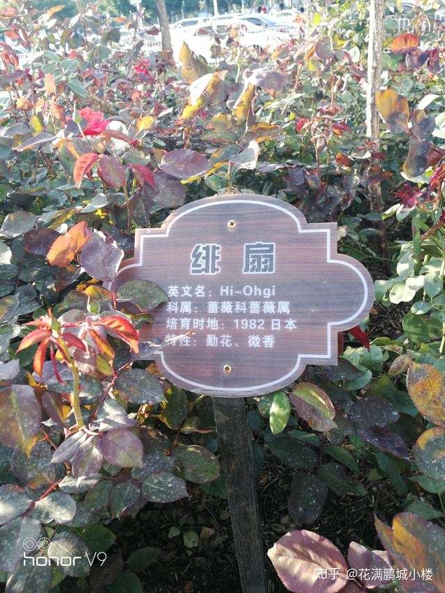 绯扇 Hiogi 朱红色的日本大花月季 知乎