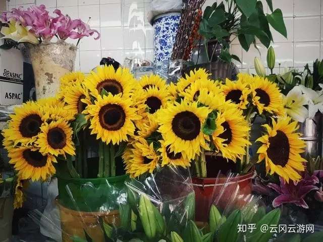 游记 香港有条花墟道 知乎 游记 香港有条花墟道 知乎