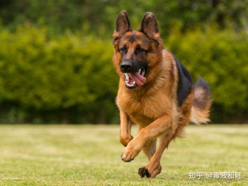 德国牧羊犬都有哪些毛色 知乎