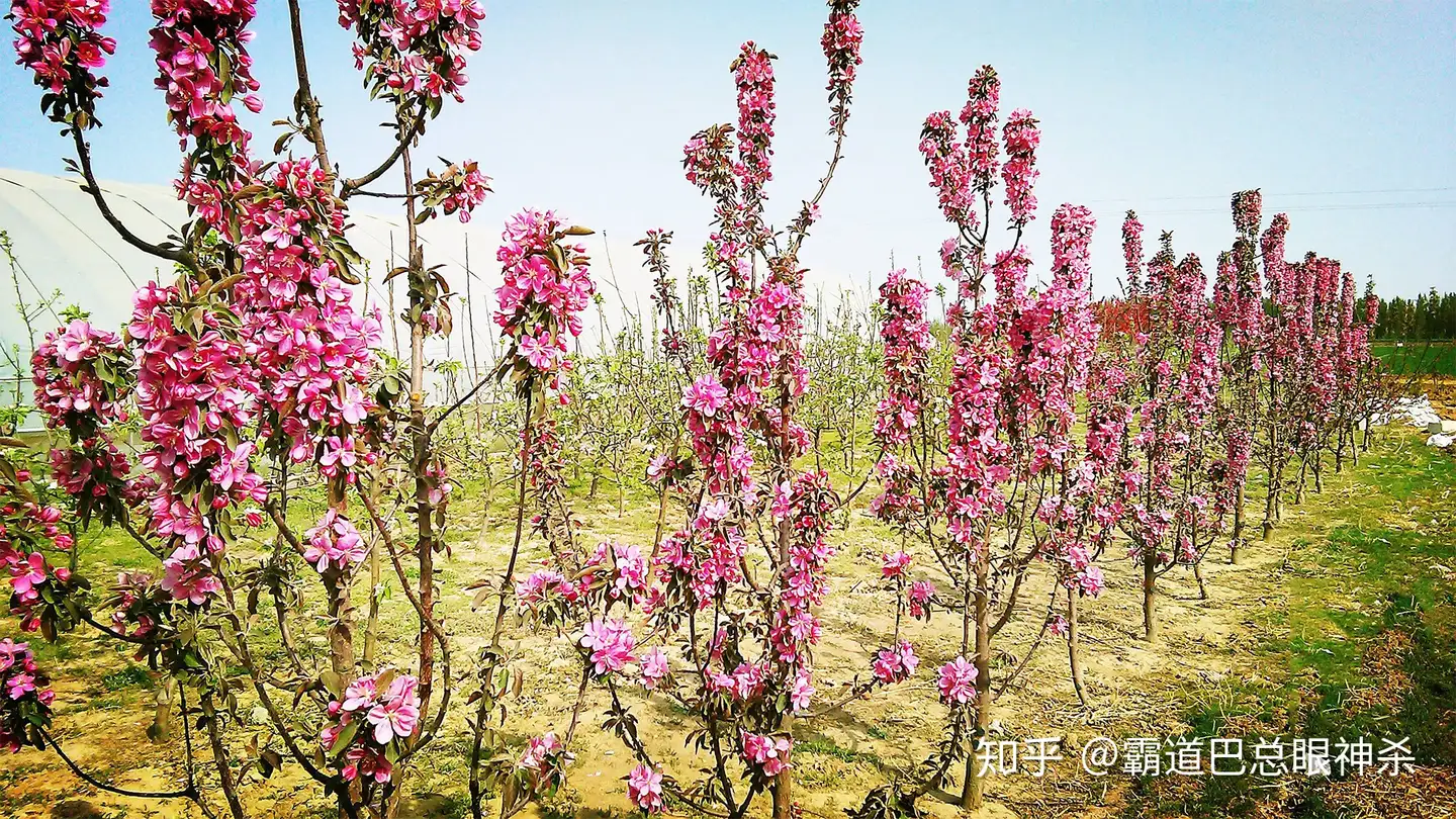 桃苹花是怎么诞生的 它可以用在哪些场合 知乎