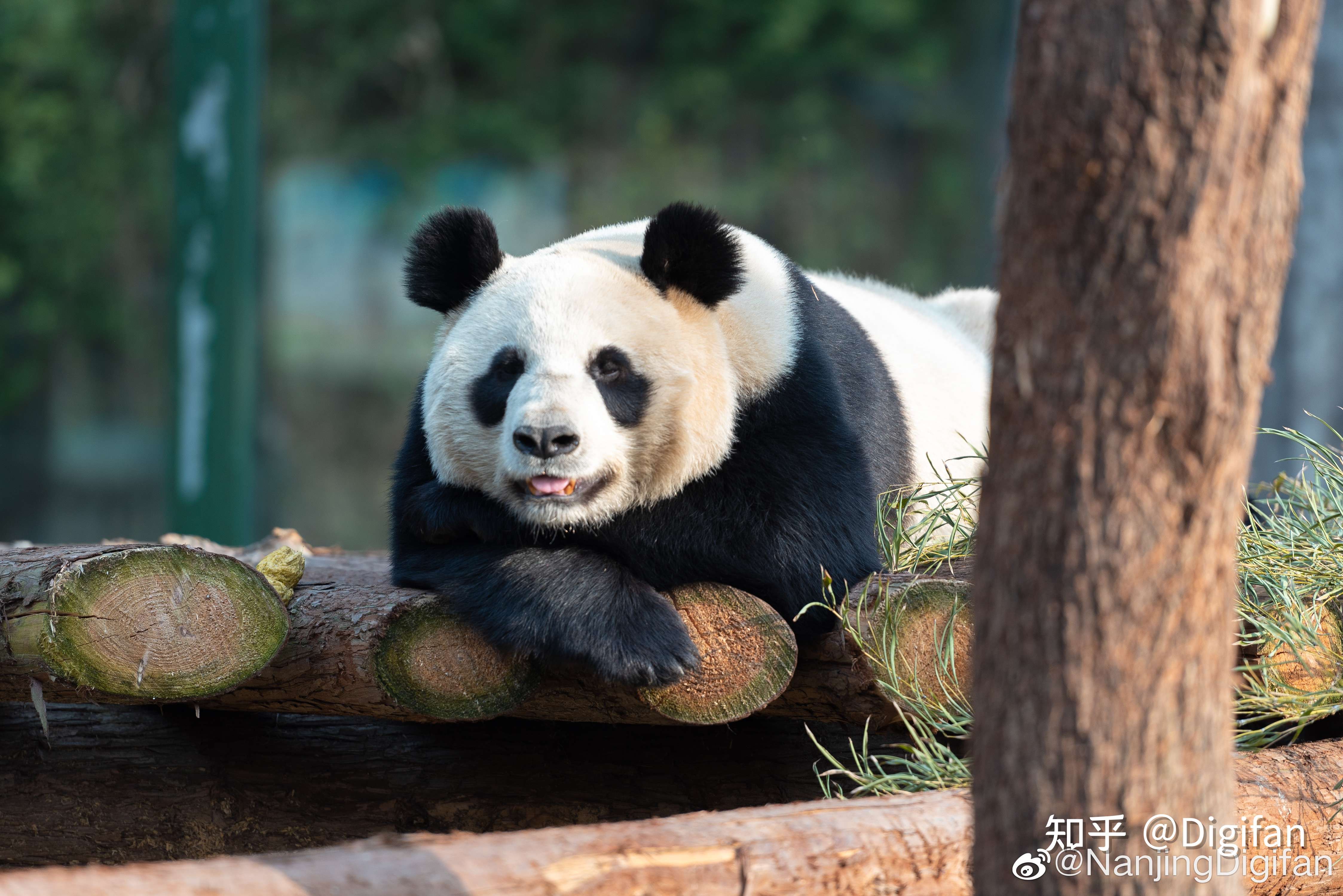 digifan 的想法: 红山森林动物园·大熊猫 摄影:digifan - 知乎