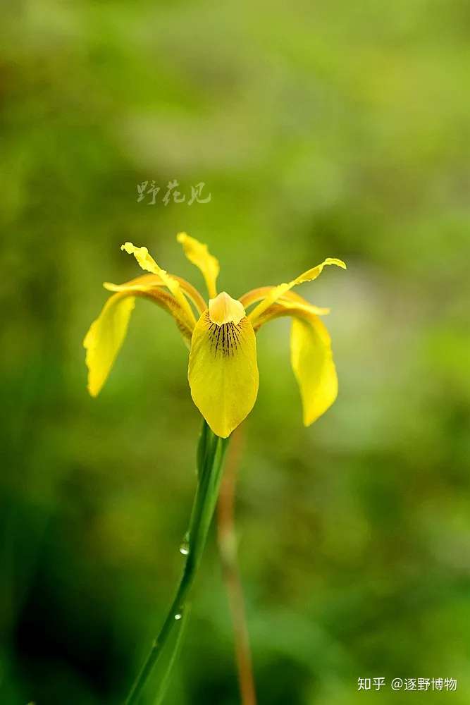 高山上的彩虹女神 鸢尾属iris 知乎