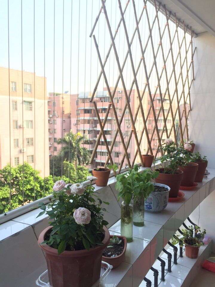 植物种植 为什么真正喜欢养植物的男生比女生多?(图1) 植物种植 为什么真正喜欢养植物的男生比女生多?(图1)