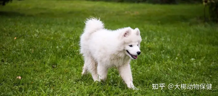 快来看（宠物假怀孕证明）假怀孕证明有谁能弄 第2张