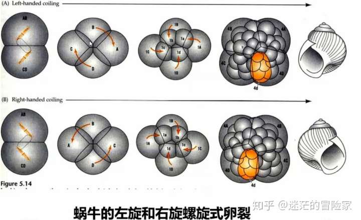 螺旋式卵裂,即:第3次卵裂时,纺锤体不是和赤道面垂直而是倾斜呈45°角