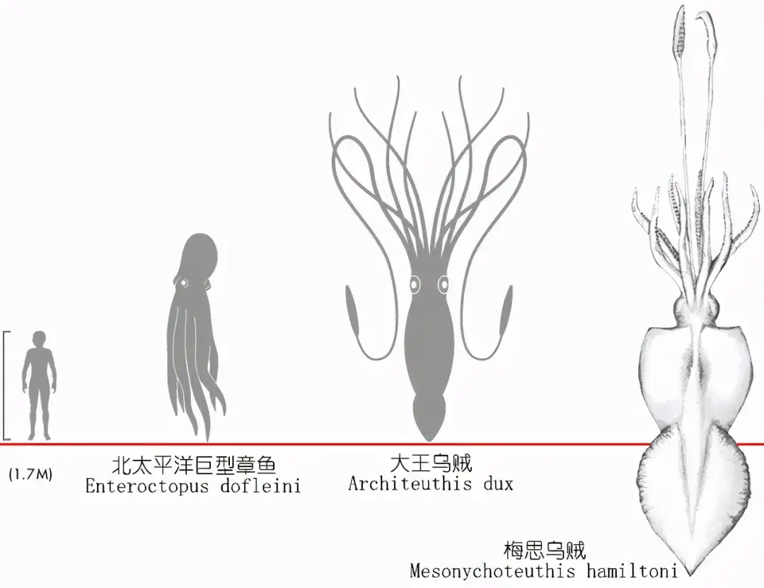 解析海鲜 认识鱿鱼 完结篇 作者 Zam 知乎