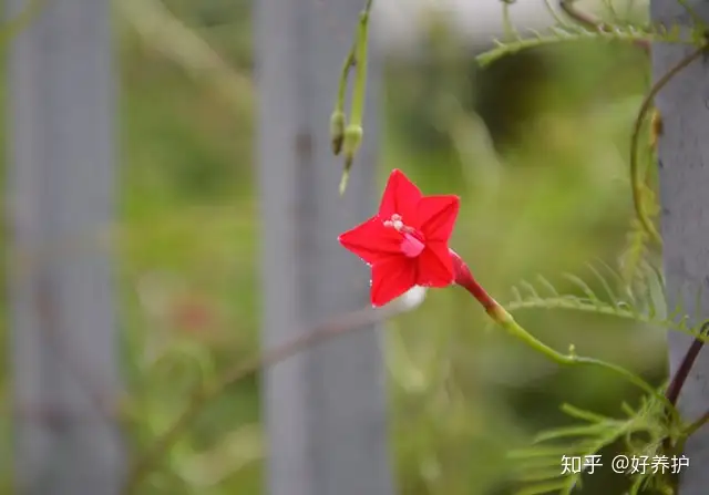 阳台养一盆 五角星 花 惊艳了 知乎