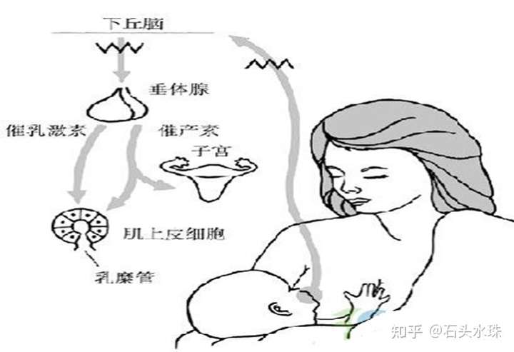 乳房分泌乳汁的原理是:越排的多,产的越多!