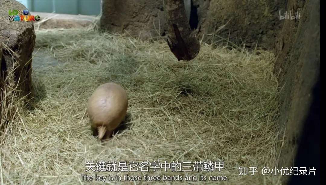 跪了 慎入 冷门纪录片 让你大开眼界 知乎