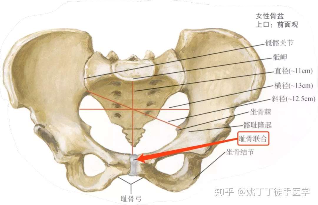 不发则已 一发疼到怀疑人生 产后耻骨联合分离 知乎