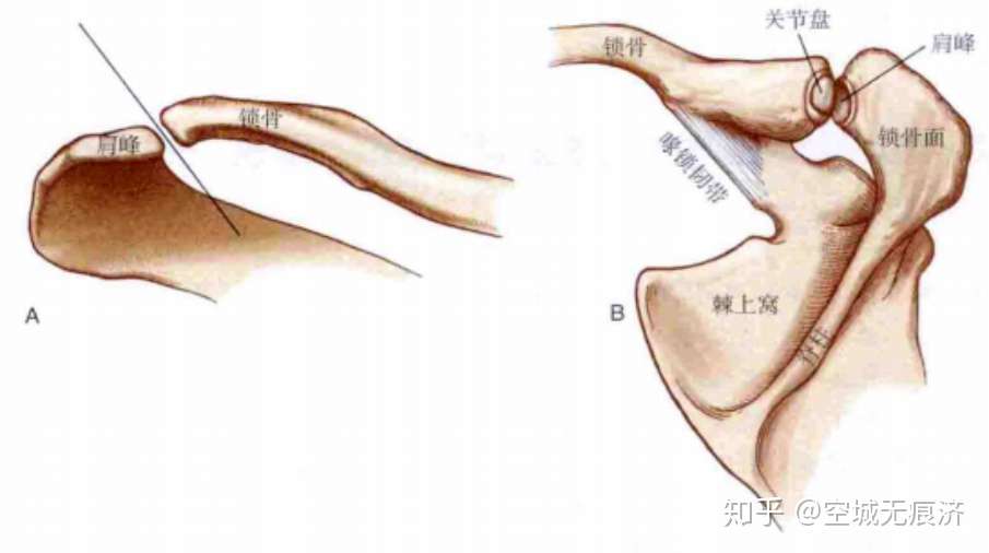 运动康复知识 肩锁关节 肩胛骨运动学特征 知乎