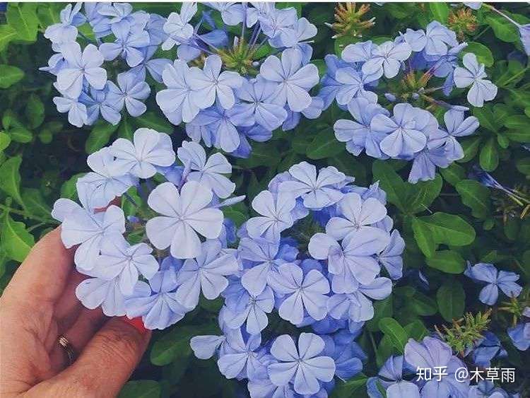 What 我们熟知的 蓝雪花 并不是蓝雪花本花丨夏天养什么花 蓝色系了解一下 知乎