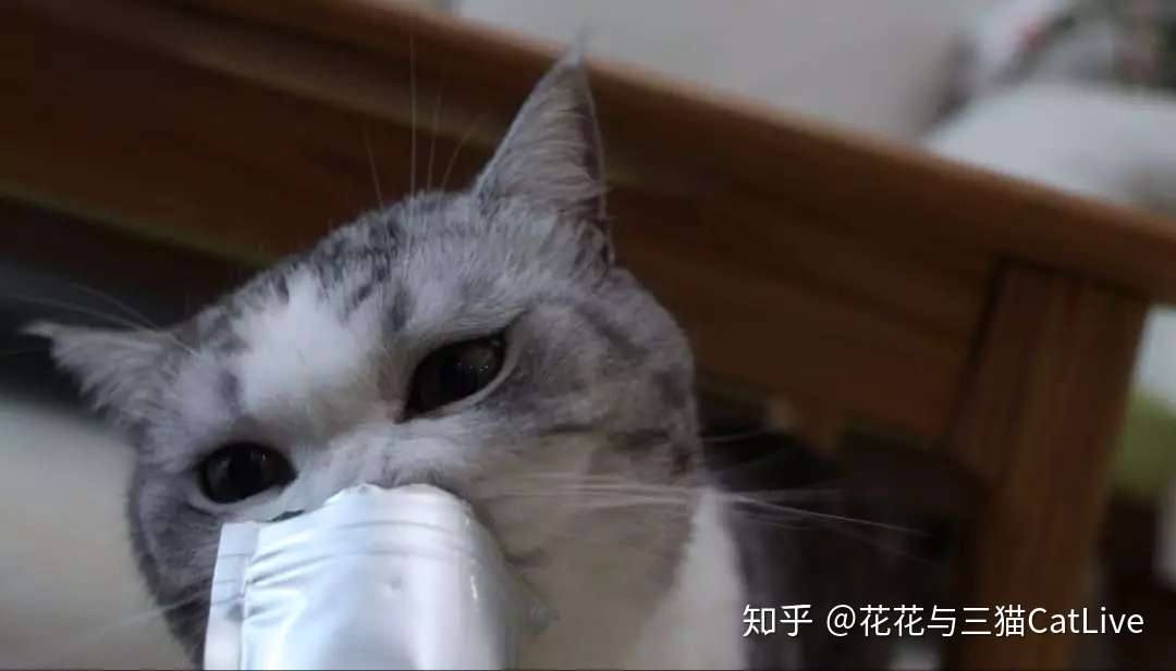 猫咪吃虫瘿果和吃猫薄荷 效果会有什么区别 知乎