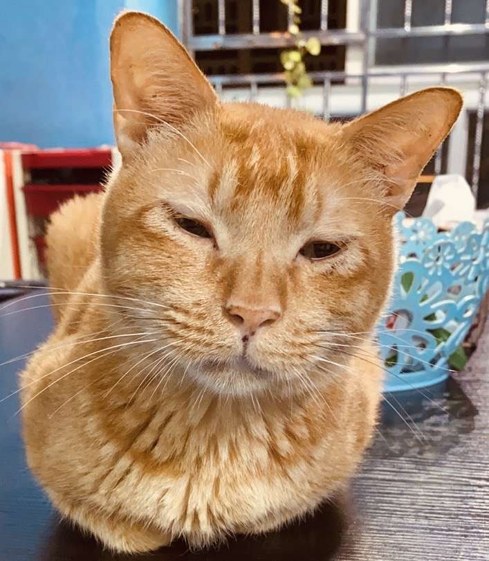 大家有丑萌的猫照片吗