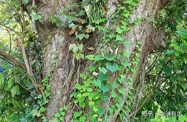 被称为“森林黄金”的桑黄，究竟是如何形成的？值不值千元一斤？（桑黄是什么树生长出来）