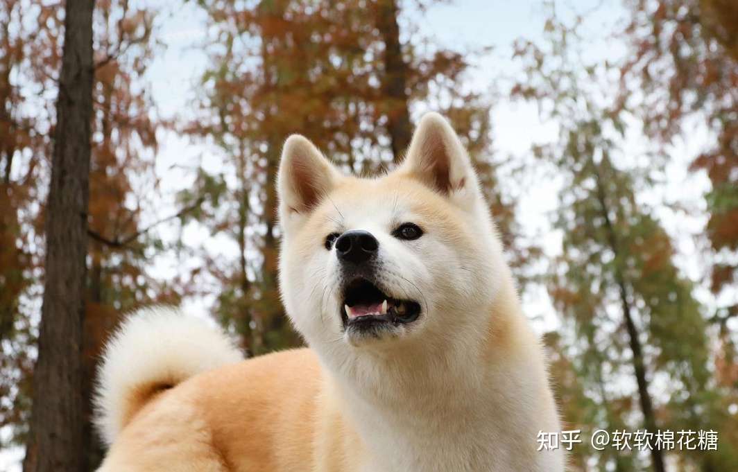 秋田犬 为何越来越少人养 这些特点 很少人能接受 知乎
