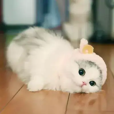 日本人为什么那么爱猫 这需要追溯到唐朝 知乎