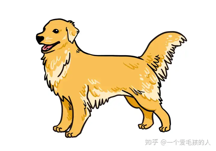 大型犬品种大全带图受欢送