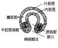 在胚层分裂过程中原口动物的端细胞法和后口动物的体腔囊法有什么异同