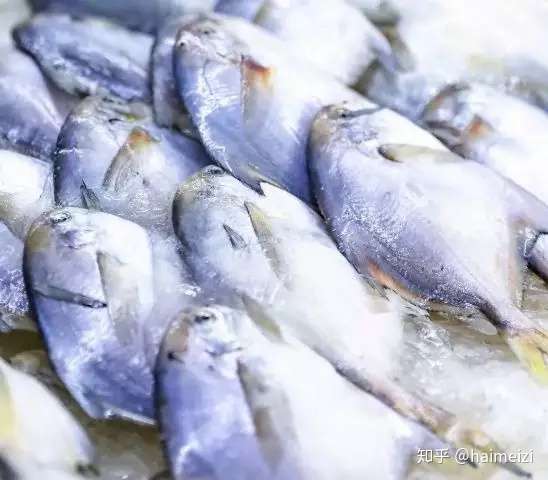 东海海鱼大全 东海经常能捕到的食用鱼 你都认识吗 知乎