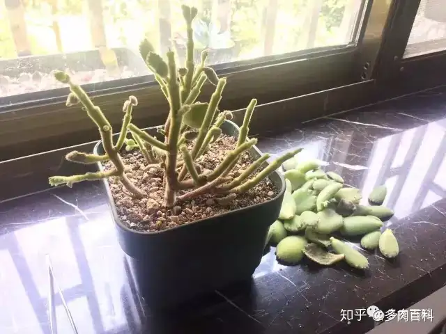 多肉植物徒长是什么意思 如何处理 知乎